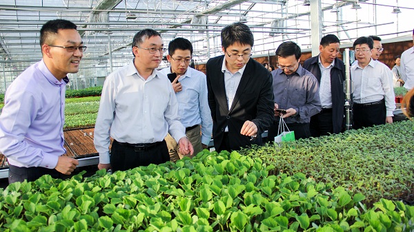 王主任通過手機端查看智能蟲情測報燈蟲情監(jiān)測圖像及預(yù)警數(shù)據(jù)