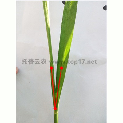 小麥夾角測(cè)量