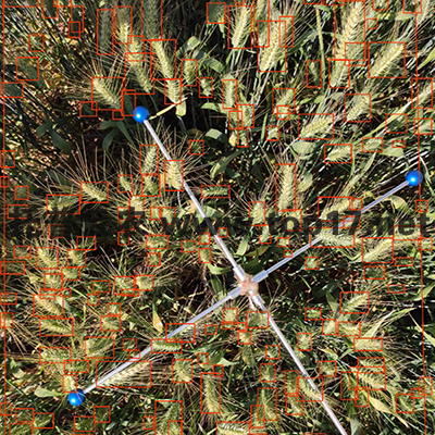 畝穗數(shù)測(cè)量