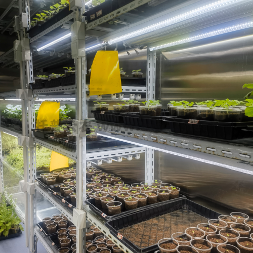 育苗育秧室 定制