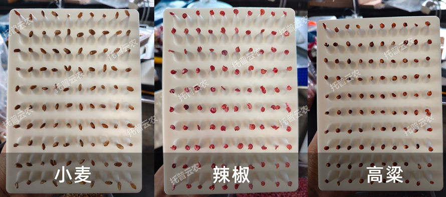 TP-SZC-50多功能真空數(shù)種置床臺