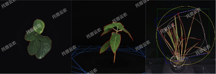 溫室型高通量植物表型采集分析平臺(tái)-2維